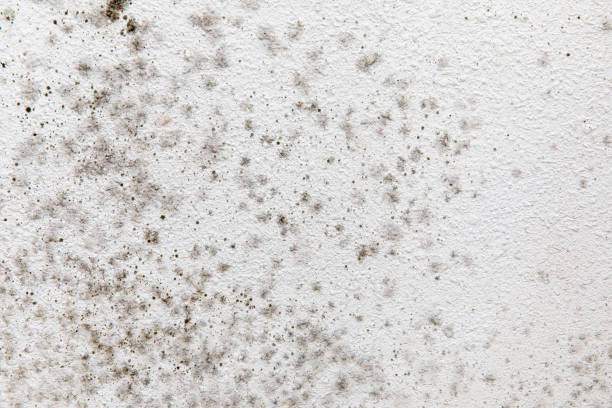 Douglas, GA Mold Removal Company